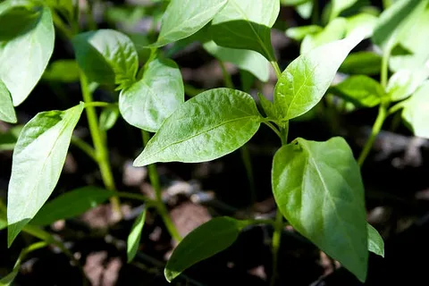 تصویر 2 از نشا فلفل دلمه‌ ای زرد با گارانتی سلامت نشا